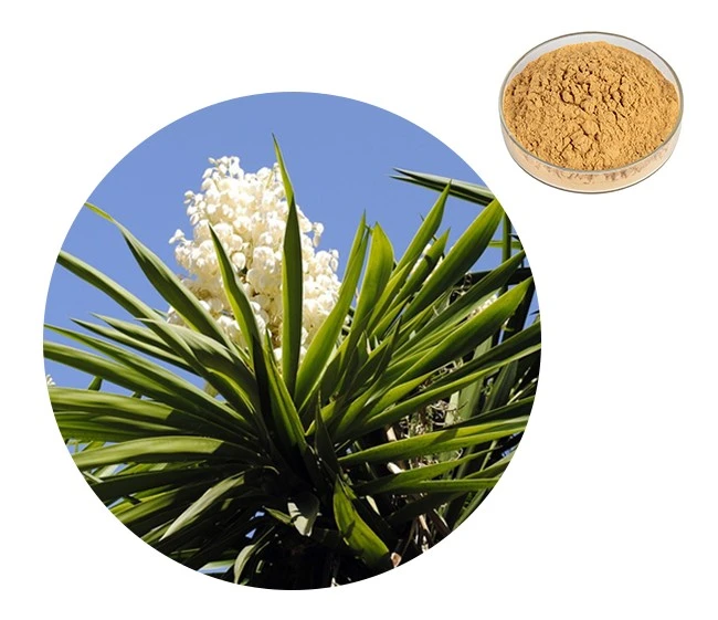 Yucca Extract Powder .jpg